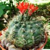 Gymnocalycium_ baldianum _01